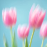 Pink flower cover